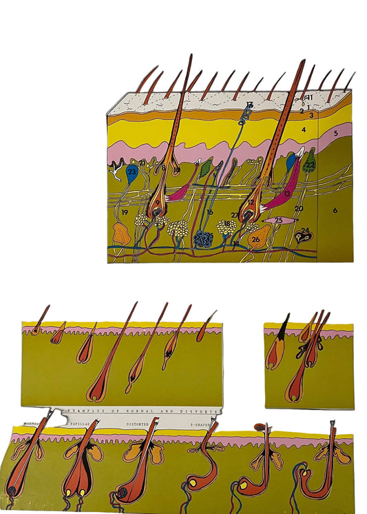 Poster - Histology of Skin & Hair, 21.5” x 15.5”, This Poster has a cross section of the skin including the detailed description of hair and how it works. - Histology of Skin & Hair is an educational and visually detailed resource ideal for estheticians, dermatology clinics, and beauty professionals