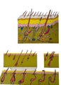 Poster - Histology of Skin & Hair, 21.5” x 15.5”, This Poster has a cross section of the skin including the detailed description of hair and how it works. - Histology of Skin & Hair is an educational and visually detailed resource ideal for estheticians, dermatology clinics, and beauty professionals